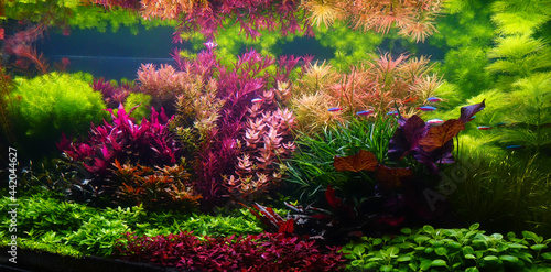 Aquarium. Colorful aquatic plants in aquarium tank with Nature-Dutch style aquascaping layout. photo