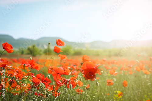 Poppy field - beautiful open red flower buds. Blurred background.