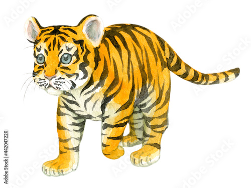 Fototapeta Naklejka Na Ścianę i Meble -  A walking baby tiger painted in watercolor