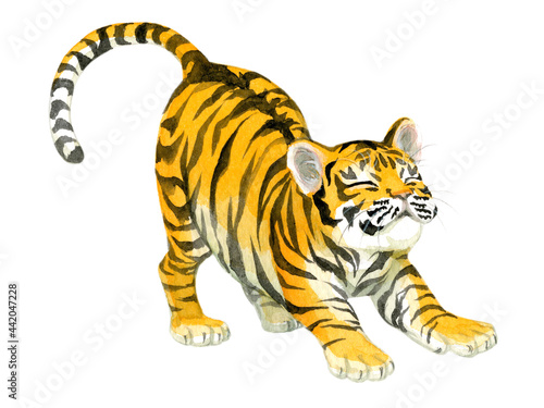 Fototapeta Naklejka Na Ścianę i Meble -  A stretching baby tiger painted in watercolor