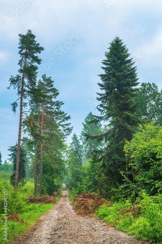 Widok na las zazieleniony wiosną. Drzewa iglaste i liściaste, ścieżki i przecinki, wycięte drzewo