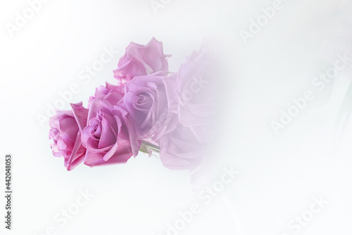 beautiful pink roses on a white background half hidden by a white cloud. selective focus