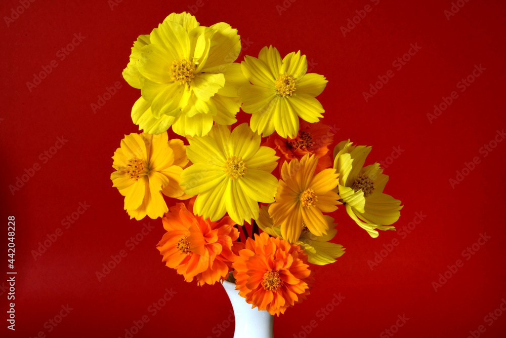 A mix of Cosmos flowers in a vase on a red backgound