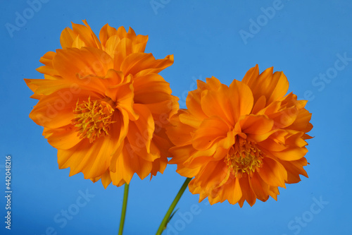 Two Orange Cosmos flowers, Mexican Aster (Cosmos bipinnatus) on a blue background