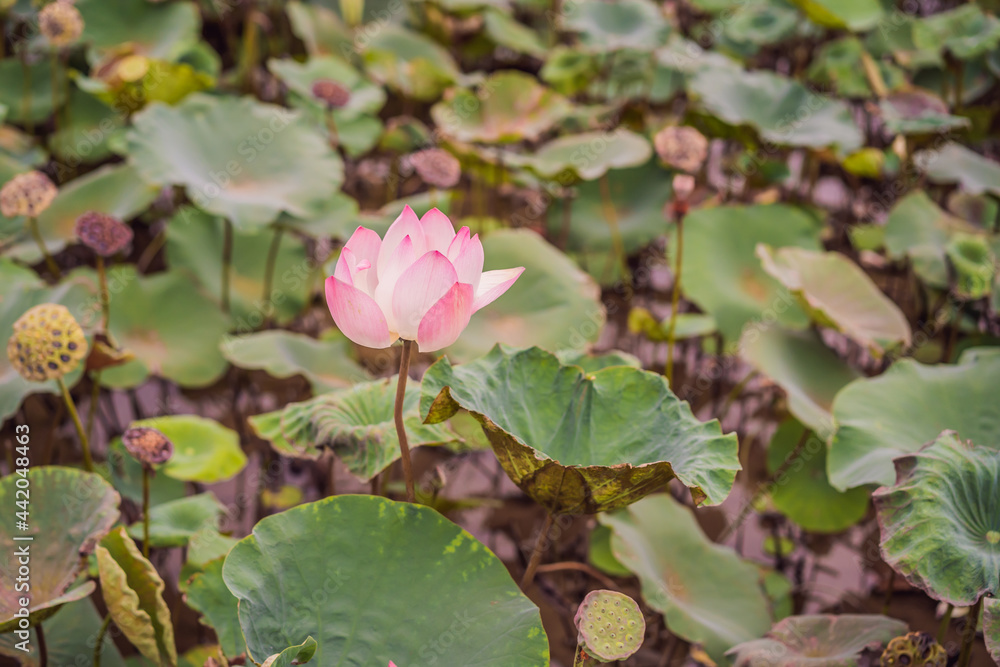 The panorama of lotus ponds in peaceful and quiet countryside. This is the flower of the Buddha and is useful for human food The panorama of lotus ponds in peaceful and quiet countryside. This is the flower of the Buddha and is useful for human food