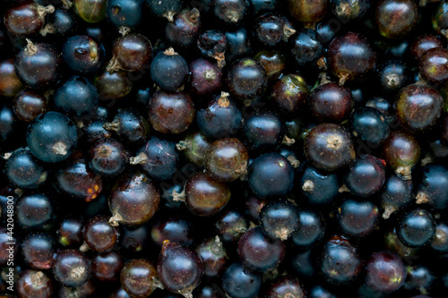 Juicy fresh black currant berries. Closeup