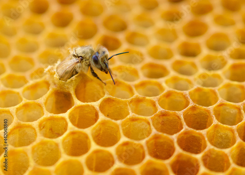 A new Honey Bee (Apis mellifera) emerging from its brood cell with its head, thorax, front leg, and part of its wing outside of the wax cell.  Closeup.  Copy space. © maria t hoffman