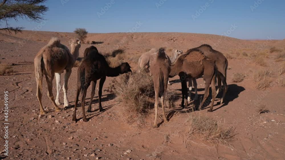 Dromedary Camels Grazing On Wild Sahara Desert In Africa. - Medium Shot Dromedary Camels Grazing On Wild Sahara Desert In Africa. - Medium Shot