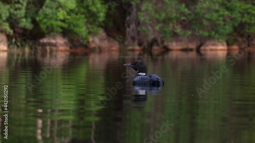 Common Loon Wail Call Video Clip in Maine