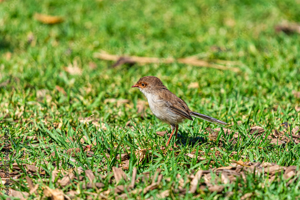 Obraz premium Bird at the Werribee Open Range Zoo Melbourne