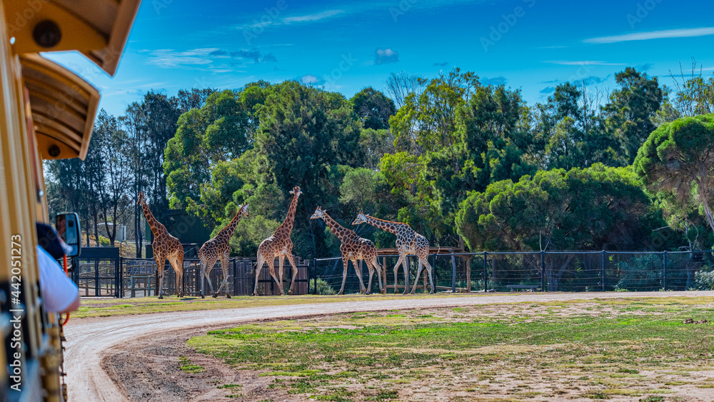 Obraz premium Giraffe at the Werribee Open Range Zoo Melbourne