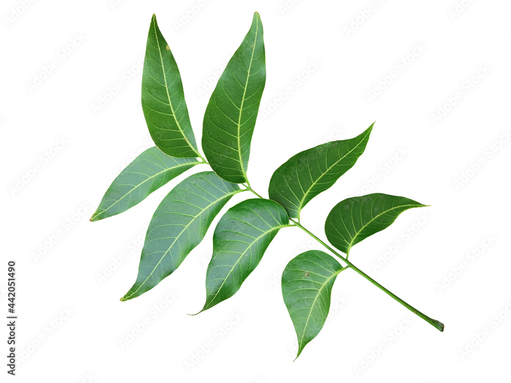 green leaves isolated on white background green leaves isolated on white background