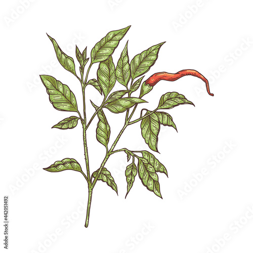 Branch of chili pepper with red pod engraving vector illustration isolated.