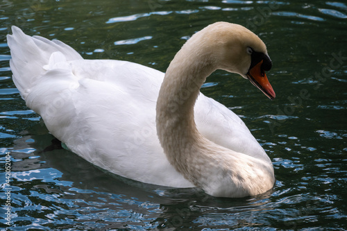 A graceful white swan swimming on a lake with dark green water. The white swan is reflected in the water