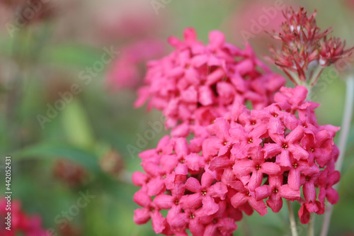 Fotografie, Obraz a Flowers bloom in spring emit a nice fragrance, daphne