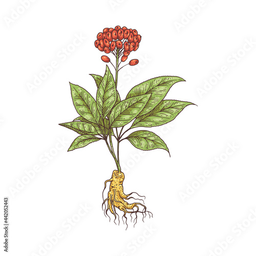Ginseng whole plant with flower and root engraving vector illustration isolated.