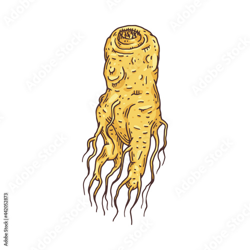 Hand drawn ginseng root engraving etched style vector illustration isolated.