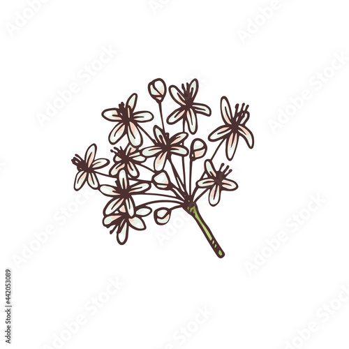 Ginseng inflorescence, hand drawn engraving vector illustration isolated.