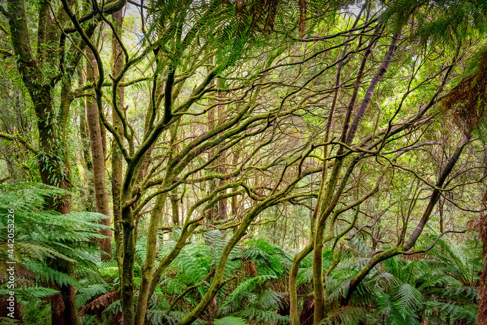 Otways Rainforest near Hopetoun Falls is a waterfall across the Aire River that is located in The Otways region of Victoria Otways Rainforest near Hopetoun Falls is a waterfall across the Aire River that is located in The Otways region of Victoria