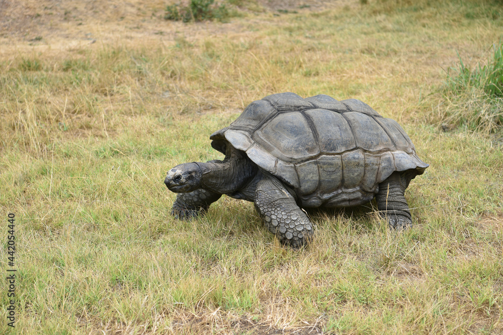 Fototapeta premium Giant tortoise walking on grass