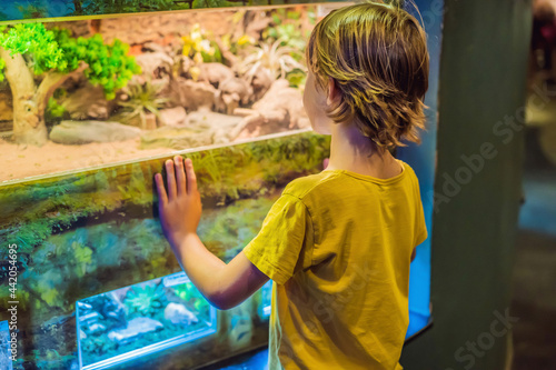 Little kid boy admire Poisonous green snake in terrarium through the glass in zoo. Happy school child watching and observing animals and reptiles. Family leisure with kids photo