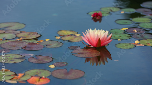 Close up shot of Water Lily flower in the pond