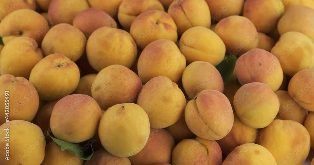 Vertical panorama of a heap of fresh, ripe apricots. Fruit background Vertical panorama of a heap of fresh, ripe apricots. Fruit background