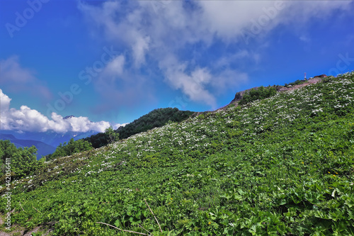 On a mountain slope, in alpine meadows, lush green grass, white wildflowers grow. Peaks of the Caucasus Mountains against the background of blue sky and clouds. Krasnaya Polyana. Sochi