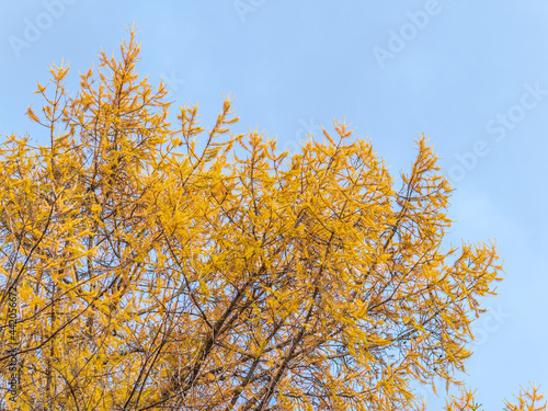 Yellow autumn branches of larch, against a blue sky