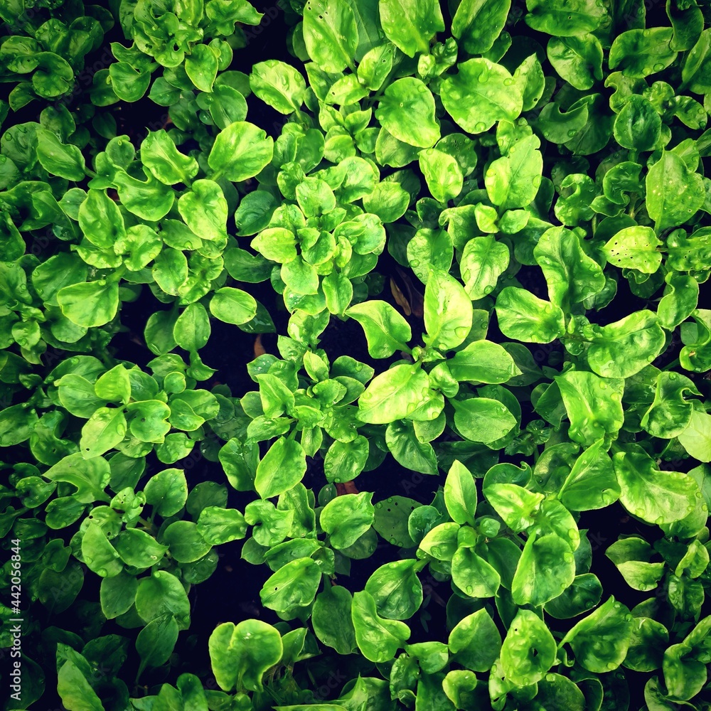 Top view of green leaves of brazilian spinach background Top view of green leaves of brazilian spinach background
