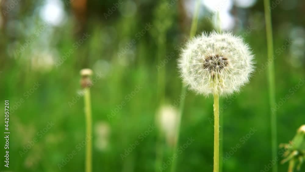 White fluffy dandelion swings on a wind in a green grass field. Ripe bloomed blowball flower with blurred natural summer background. Taraxacum grows macro shot. White fluffy dandelion swings on a wind in a green grass field. Ripe bloomed blowball flower with blurred natural summer background. Taraxacum grows macro shot.