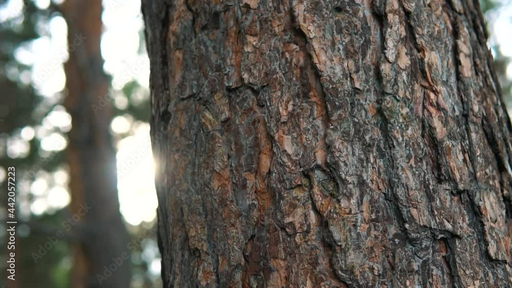 Pine tree trunk revealing, pan and tilt in the summer forest, bright, cloudy and sunny day, close up. Pine tree trunk revealing, pan and tilt in the summer forest, bright, cloudy and sunny day, close up.