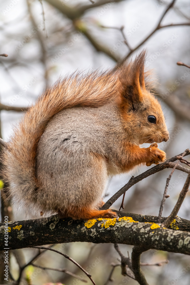 Fototapeta premium The squirrel with nut sits on a branches in the spring or summer.