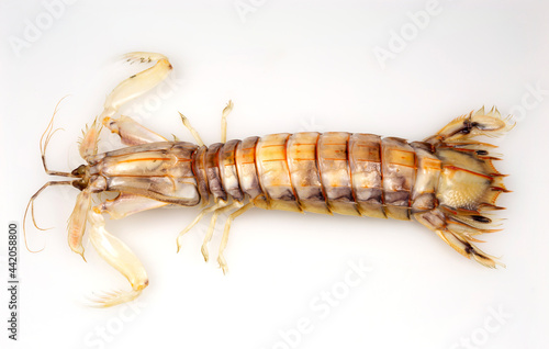 Konstfotografi Mantis Shrimp or Stomatopods Crustaceans