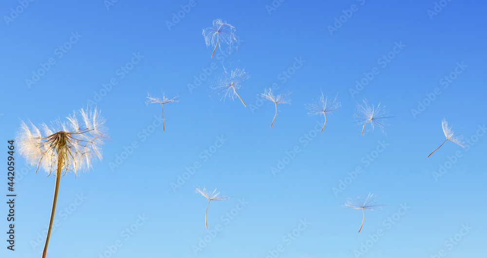 Obraz premium dandelion seeds in the wind