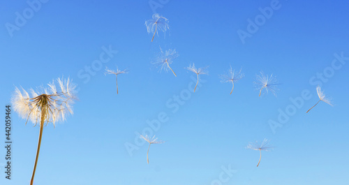 dandelion seeds in the wind © Svetoslav Radkov