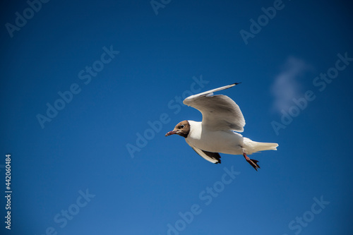 seagull in flight