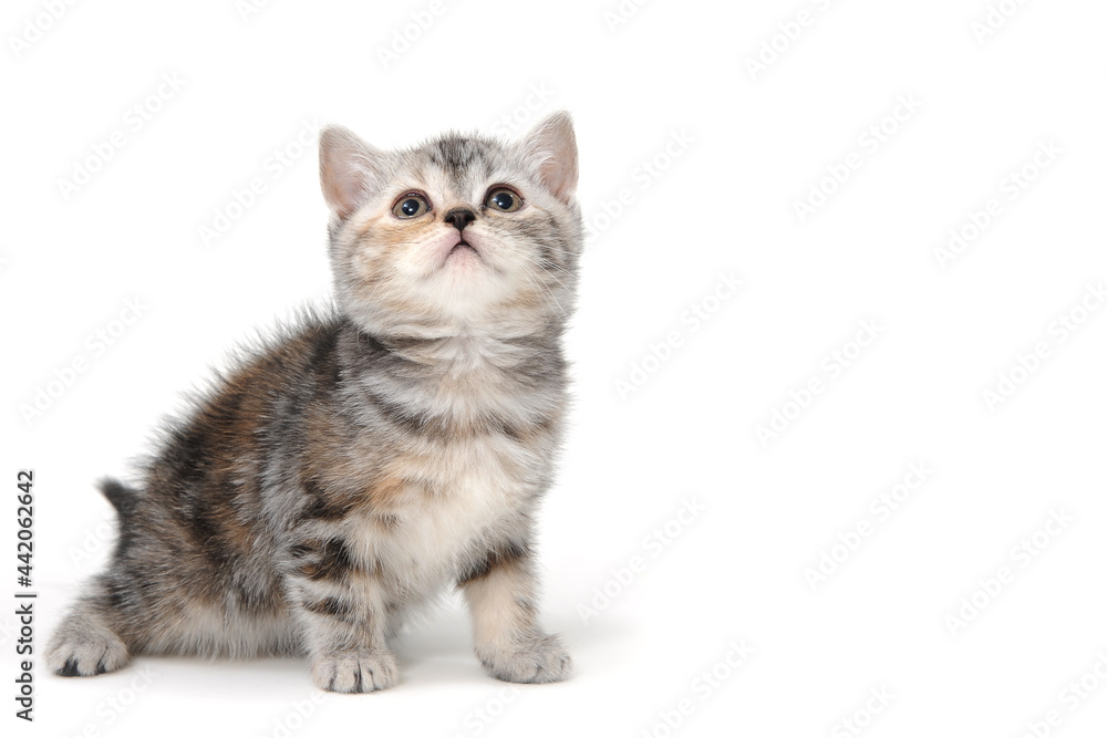 a gray striped purebred kitten sits on a white background