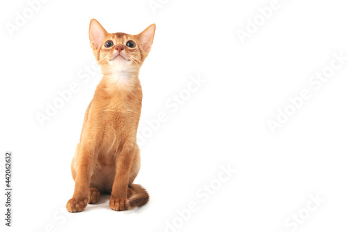 Abyssinian ginger cat sits on a white background