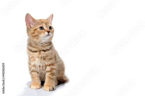 Fototapeta Naklejka Na Ścianę i Meble -  a ginger striped purebred kitten sits on a white background