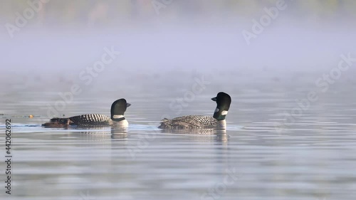 Common Loon Wail Call Video Clip in Maine