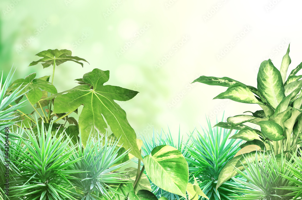 Exotical border with plants of jungle and copy space for text Exotical border with plants of jungle and copy space for text