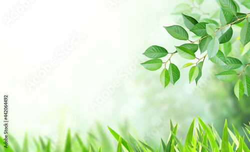 Cherry tree branch with green leaves on blurred sunny background