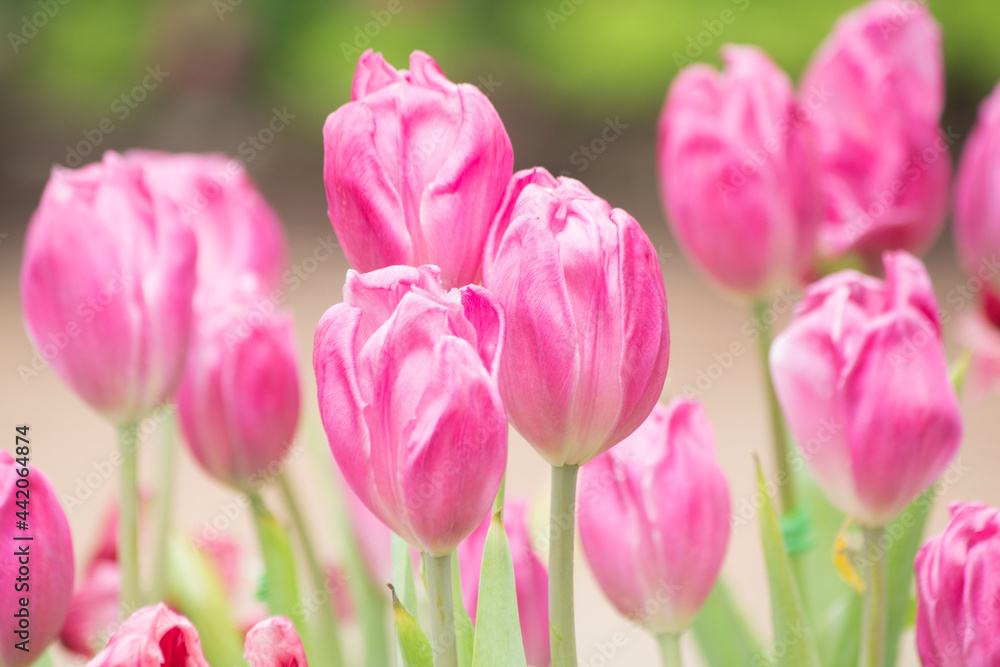 Fototapeta premium pink tulips in the garden