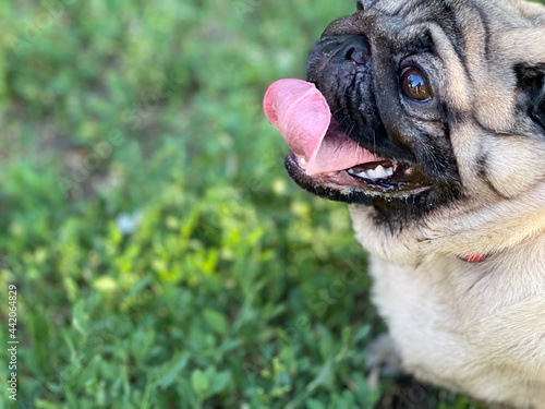 Close up of cute pug breathing with her mouth open on walk in summertime. Portrait of relaxed dog sitting on grass and looking away