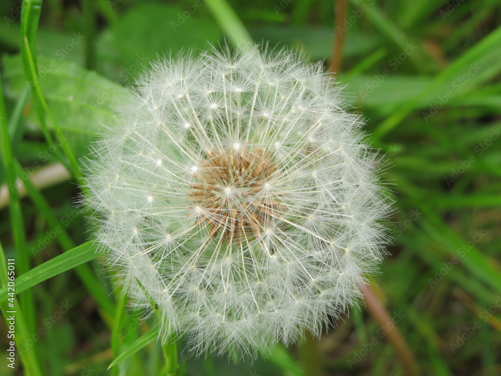 Fototapeta premium closeup of dandelion on green background