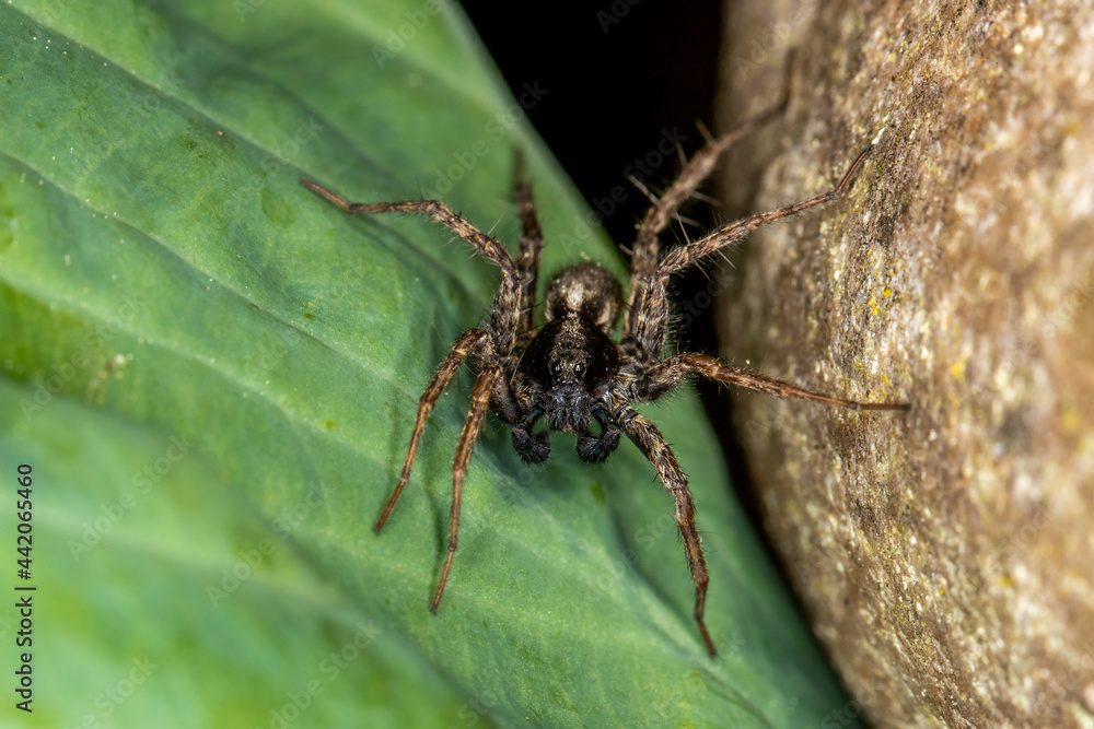 eine Spinne auf einem grünen Blatt eine Spinne auf einem grünen Blatt