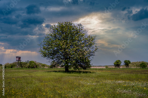ein großer Baum auf einer Wiese vor bewölktem Himmel © jsr548