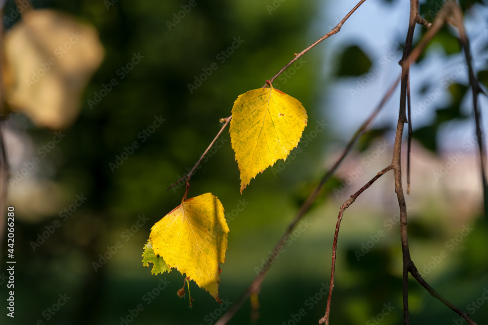 Yellow birch leaves in summer on a birch tree. Autumn begins in June Yellow birch leaves in summer on a birch tree. Autumn begins in June