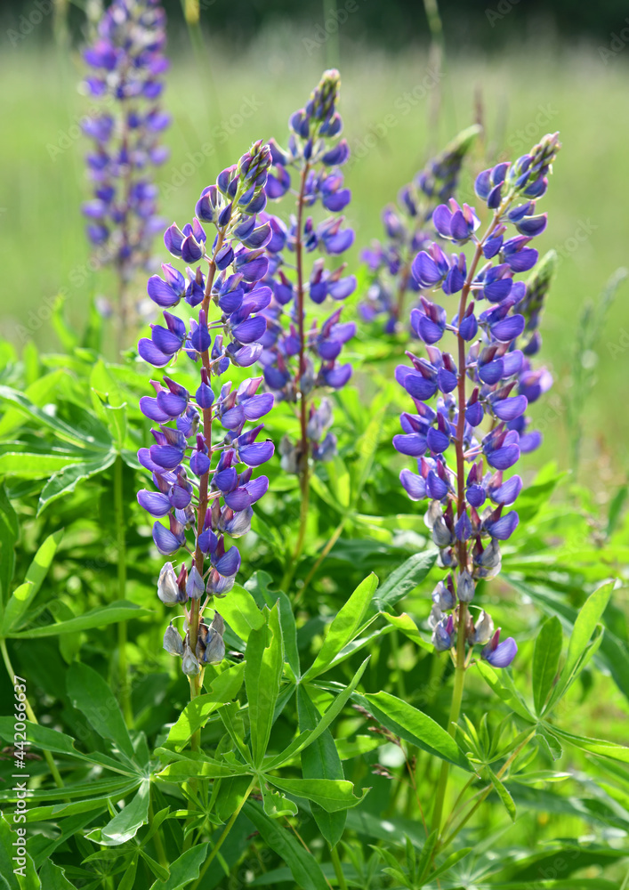 Obraz premium Lupinen